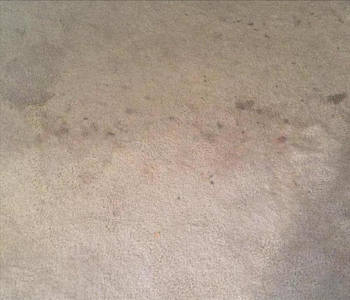 Water damage causing dark spots on a white carpet.